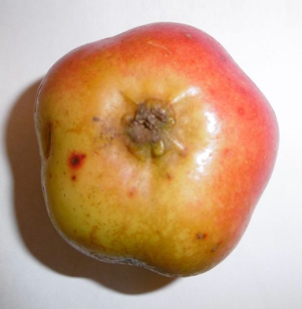 MACIEIRA da MAÇÃ em forma de ESTRELA🍏✨ - Image 19