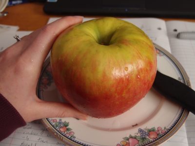 Macieira da Maçã GIGANTE INGLESA 🍎😁🇬🇧