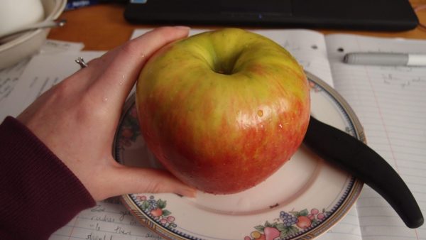 MACIEIRA da MAÇÃ GIGANTE SEKAI ICHI do JAPÂO🍎😁🇯🇵 - Image 16