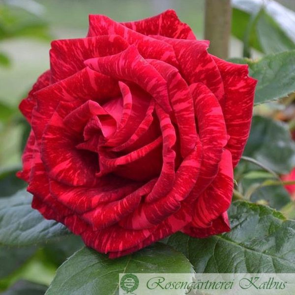 Roseira Veludo Vermelho Tigre Variegata - Image 15