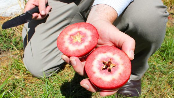 MACIEIRA da MAÇÃ De SANGUE MALHADA🍎🩸 - Image 3