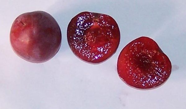 Ameixeira de Sangue - Image 5