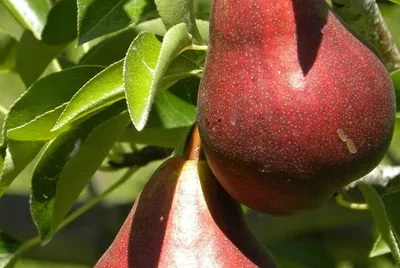 Pereira de Peras Vermelhas🍐