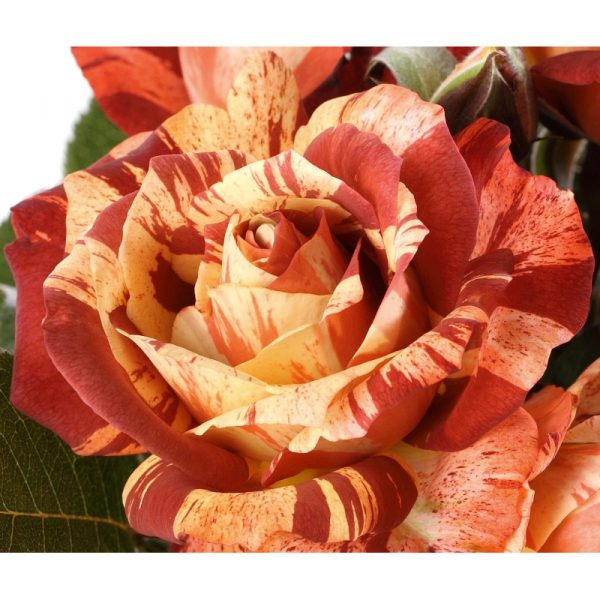 Roseira Tigre Laranja