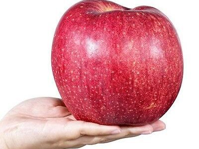 Macieira da maçã GIGANTE do JAPÂO🍎😁🇯🇵