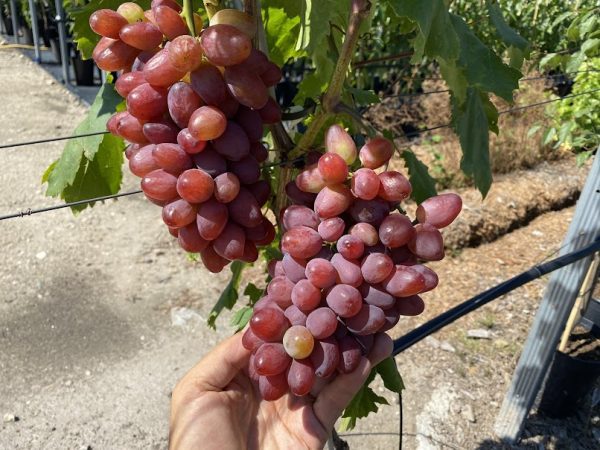 Videira de Uva de Dedo de Dama Rosê        🍇👆👸❤️ - Image 3