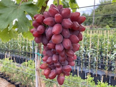 Videira de Uva de Dedo de Dama Rosê        🍇👆👸❤️