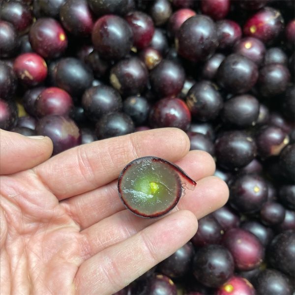Videira de Uvas do meu Coração Tinto🍇🖤🇯🇵 - Image 8