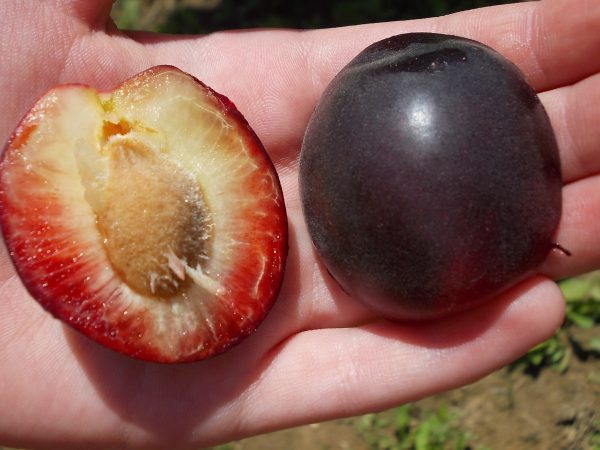 Alperce Preto "Cereja" - Hibrido (Amerce-pluot) - Image 9