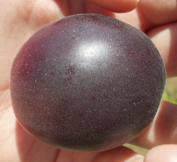 Alperce Preto "Cereja" - Hibrido (Amerce-pluot) - Image 10