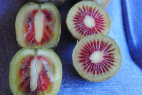 🇨🇳Kiwi Vermelho Chinês🇨🇳