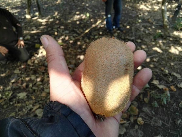 Kiwi Gigante - Image 3