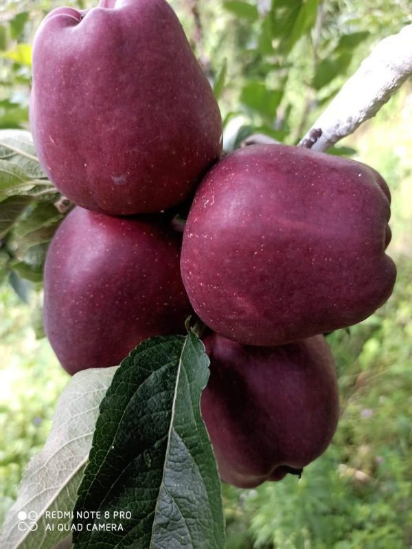MACIEIRA da MAÇÃ PRETA da ITALIA🍎🖤🇮🇹 - Image 9