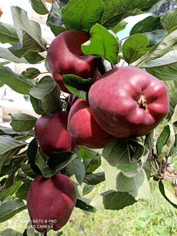 MACIEIRA da MAÇÃ PRETA da ITALIA🍎🖤🇮🇹 - Image 11