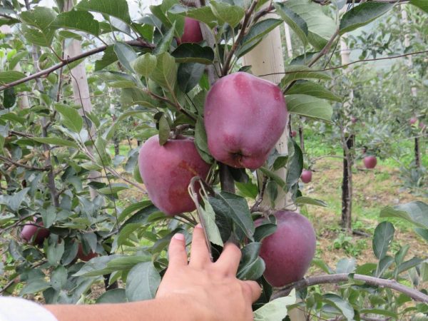 MACIEIRA da MAÇÃ PRETA da ITALIA🍎🖤🇮🇹 - Image 4