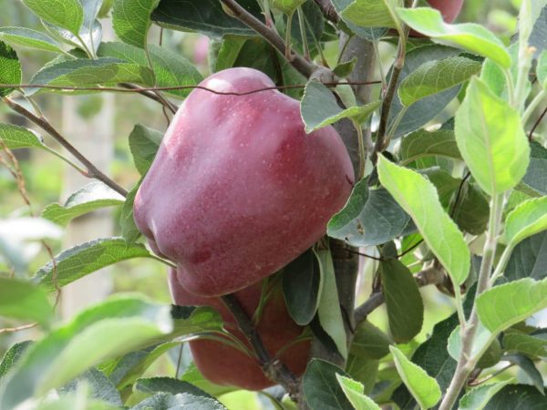 MACIEIRA da MAÇÃ PRETA da ITALIA🍎🖤🇮🇹 - Image 12
