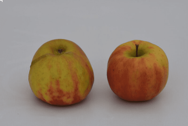 MACIEIRA da MAÇÃ TIGRADA da CHEQUIA🍏🐯🇨🇿 - Image 6