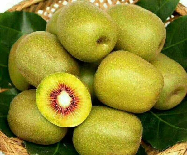🇨🇳Kiwi Vermelho Chinês🇨🇳 - Image 14