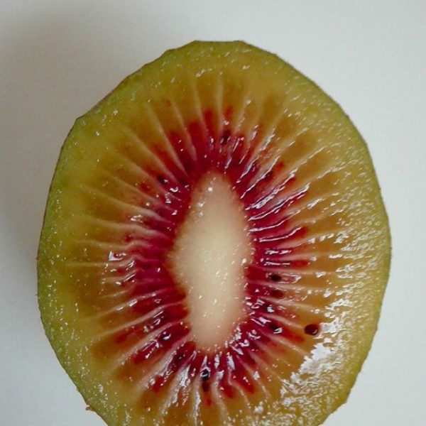 🇨🇳Kiwi Vermelho Chinês🇨🇳 - Image 12