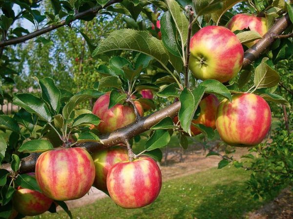 MACIEIRA da MAÇÃ TIGRADA da CHEQUIA🍏🐯🇨🇿 - Image 5
