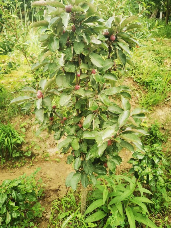 MACIEIRA da MAÇÃ De SANGUE de VASO🍎🩸🇨🇭 - Image 9