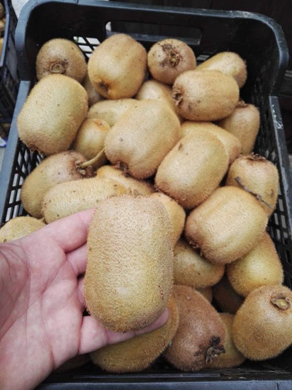 Kiwi Gigante - Image 5