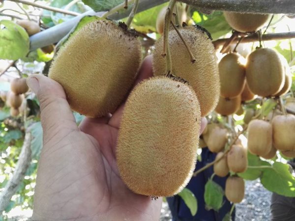 Kiwi Gigante - Image 4