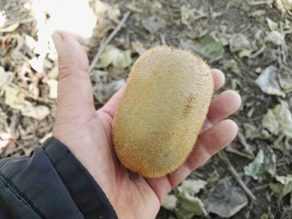 Kiwi Gigante - Image 2
