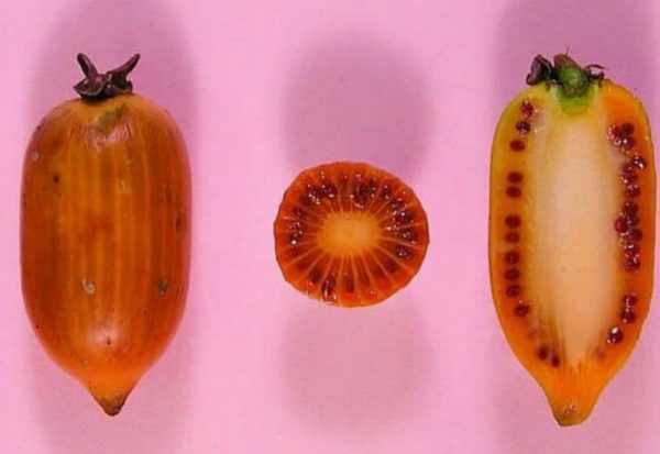 Mini Kiwi Laranja - Image 2