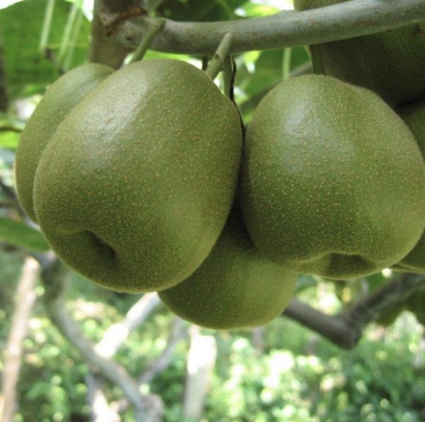 🇨🇳Kiwi Vermelho Chinês🇨🇳 - Image 17