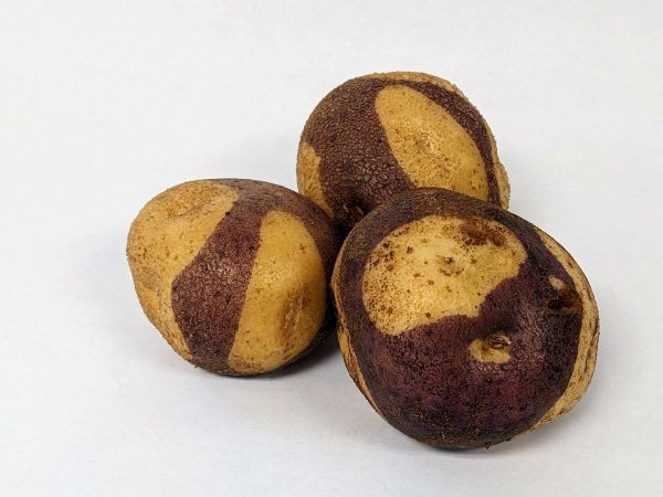 BATATAS TIGRE AZUL - Image 6