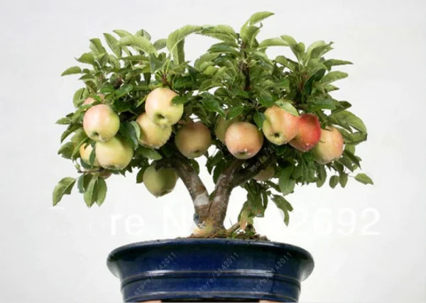 MACIEIRA da MAÇÃ De SANGUE de VASO🍎🩸🇨🇭 - Image 10