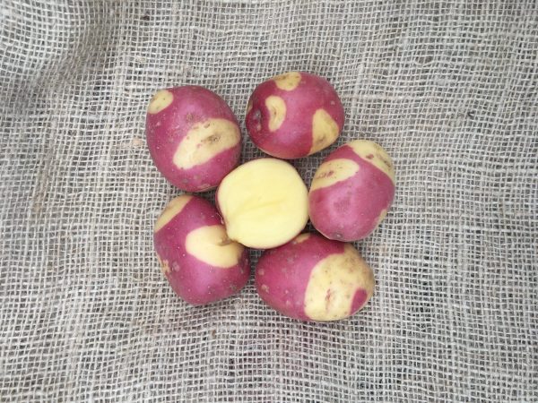 BATATAS TIGRE ROSA Gourmet - Image 4