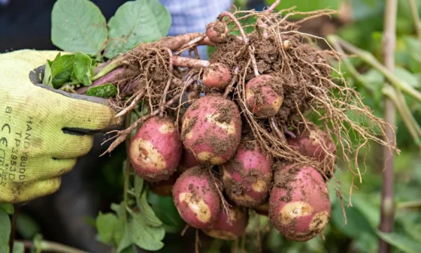 BATATAS TIGRE ROSA Gourmet - Image 7