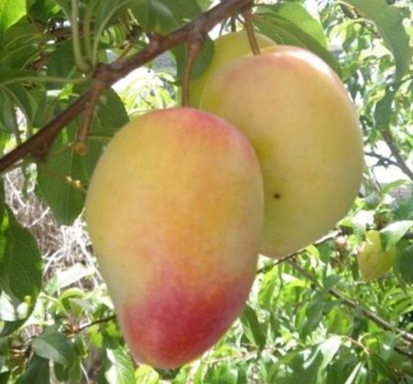Ameixeira de Tubarão Amarela🍑🦈💛 - Image 2