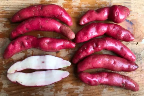 BATATAS BANANA MIX