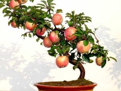 MACIEIRA da MAÇÃ De SANGUE de VASO🍎🩸🇨🇭