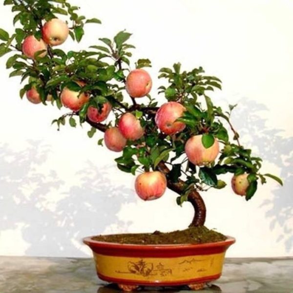 MACIEIRA da MAÇÃ De SANGUE de VASO🍎🩸🇨🇭 - Image 2