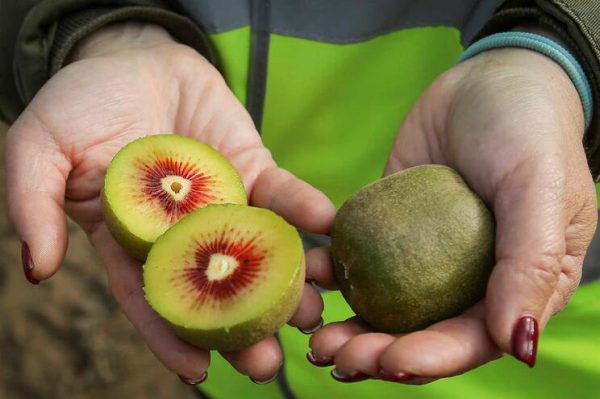 🇨🇳Kiwi Vermelho Chinês🇨🇳 - Image 7