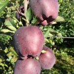 Macieira da maçã PRETA da ITALIA🍎🖤🇮🇹