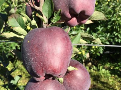 MACIEIRA da MAÇÃ PRETA da ITALIA🍎🖤🇮🇹