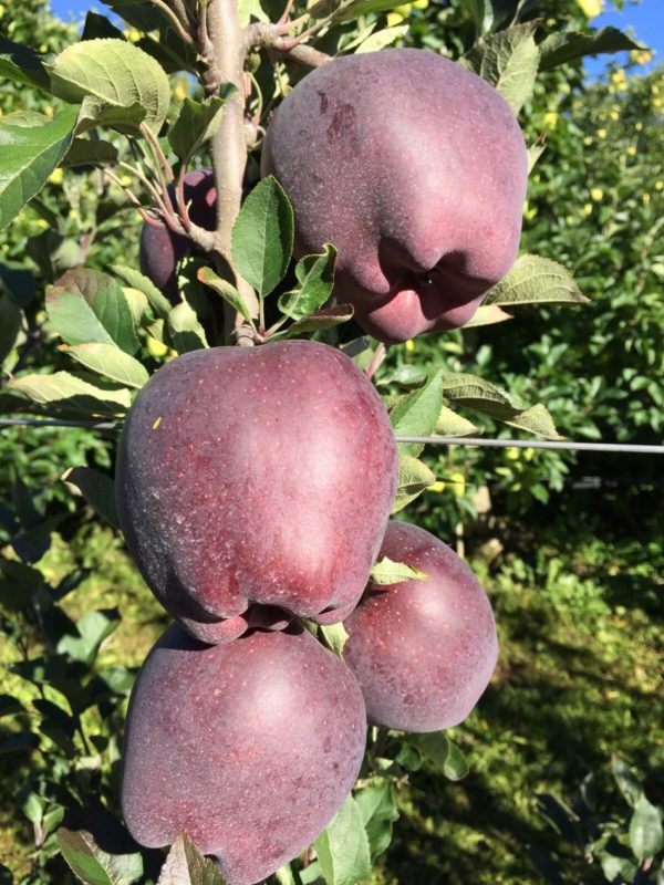 MACIEIRA da MAÇÃ PRETA da ITALIA🍎🖤🇮🇹