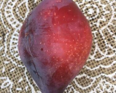 Ameixeira de Tubarão Preta🍑🦈🖤