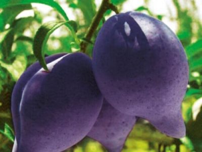 Ameixeira de Tubarão Preta🍑🦈🖤