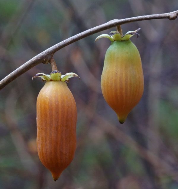 Mini Kiwi Laranja - Image 5