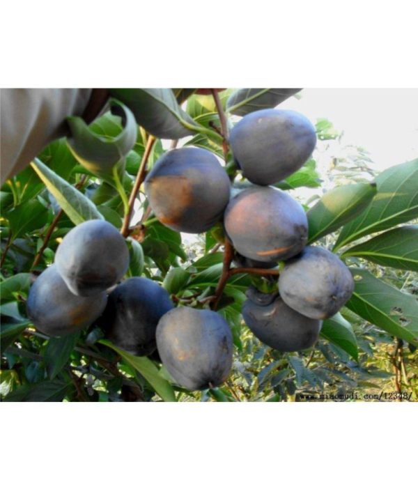 Diospireiro Preto do Japão Kuro Gaki (黒柿) - Image 3