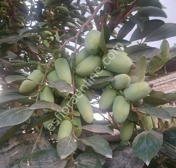 Diospireiro de fruto Banana do Irão - Image 6