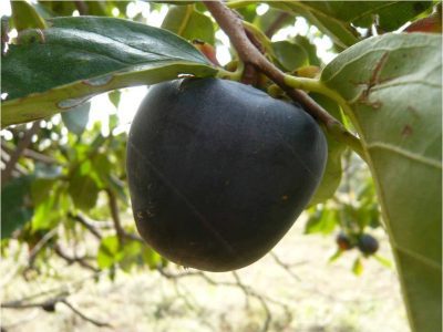 Diospireiro de fruto Preto Ukraniano