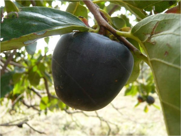 Diospireiro de fruto Preto Ukraniano - Image 2