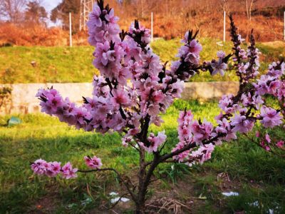 Pessegueiro de fruto OVNI de Vaso👽